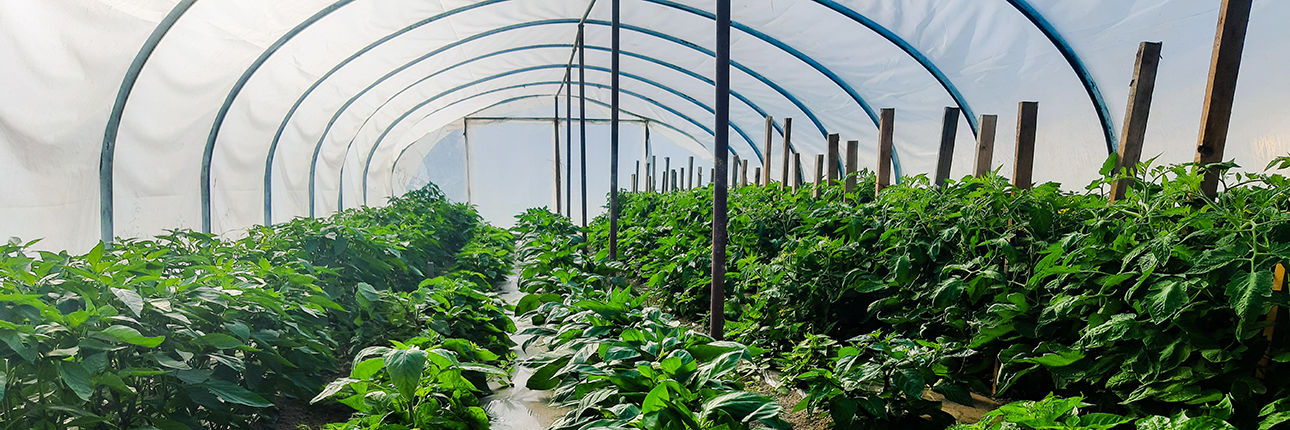 title_69d0d4d0ece843087963931775293648